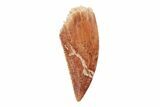 Serrated, .69" Raptor Tooth - Real Dinosaur Tooth - #201865-1
